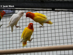Agapornis fischeri - 2012