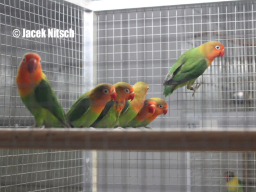 Młode 2013 - agapornis fischeri