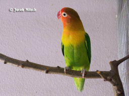 Agapornis fischeri