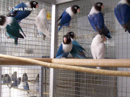 Agapornis personatus - 2011