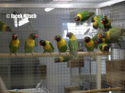 Młode 2013 - agapornis personatus