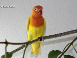 Młode 2012 - agapornis fischeri